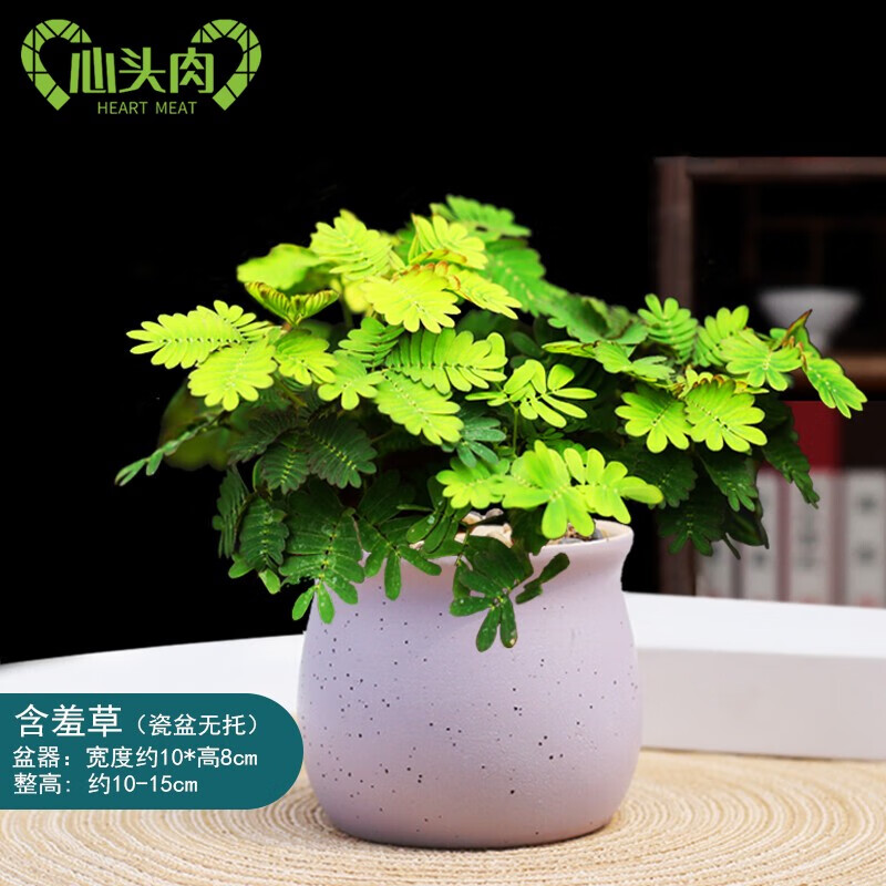圆形马卡龙瓷盆含羞草(花盆颜色随机 带盆栽好