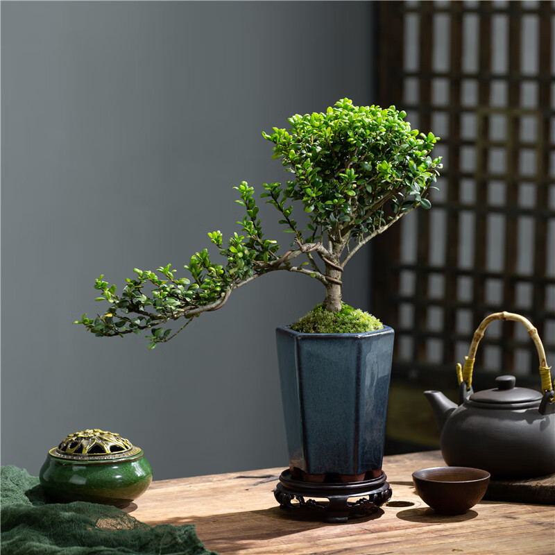 卉双龟甲冬青真盆景室内悬崖式植物临水造型中式摆件茶室阳台绿植花卉