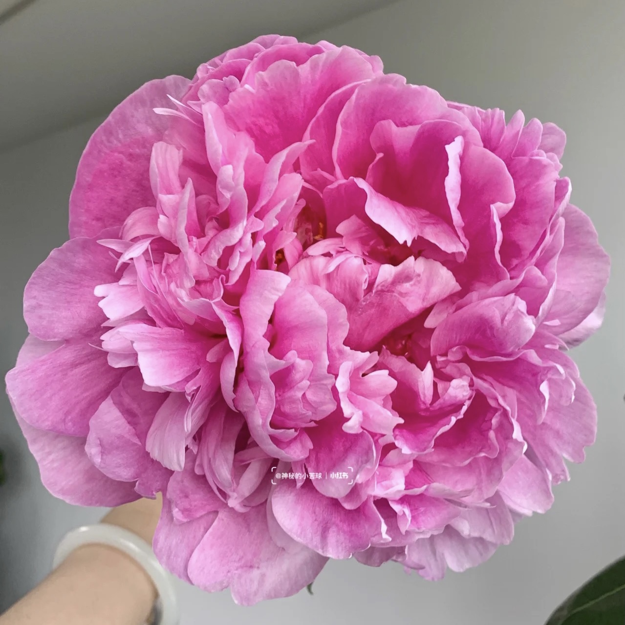 京佳乐芍药鲜花重瓣牡丹鲜切花郁金香花束花苞 夏威夷珊瑚粉支防损