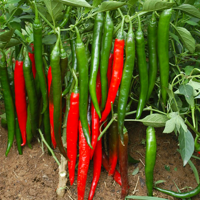 鲜辣美人椒种子香辣椒种籽大全四季高产菜籽种阳台盆栽农家蔬菜孑