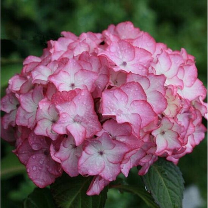 八仙绣球花苗 绣球花 绣球苗 当年开花 3年大苗 富贵年年 塞布丽娜 3