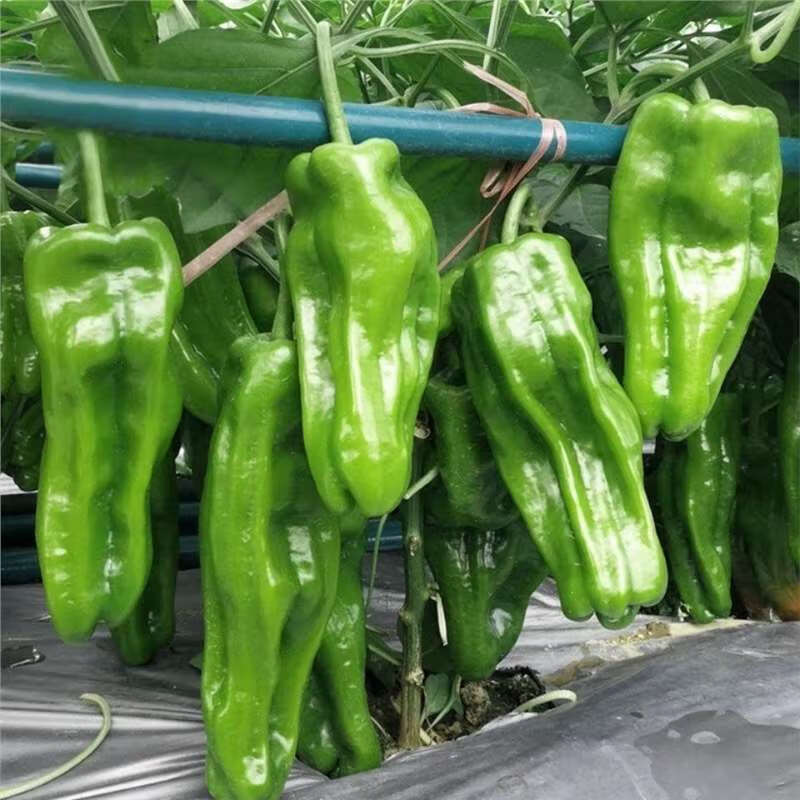 子薄皮椒王阳台四季蔬菜种子简单种植随吃随摘特大辣椒 薄皮椒王一包