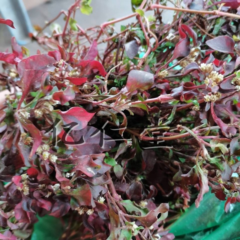 有仁堂 新鲜中草药红草 五色草 红草 红节节草 脉门草 1500g