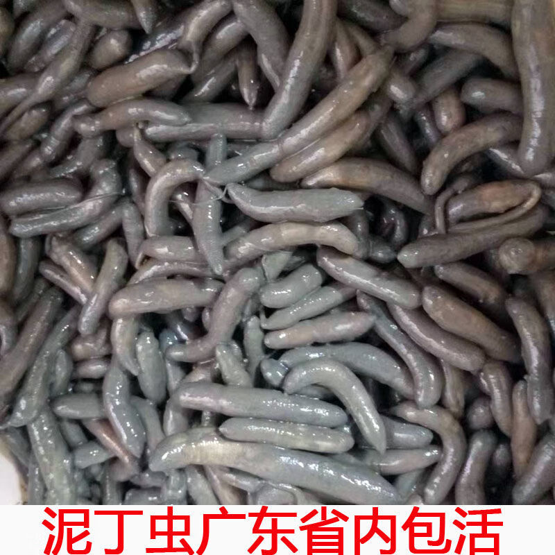 食怀湛江海鲜野生泥丁新鲜活体泥丁虫沙虫土笋海肠子 野生泥虫2斤 1g