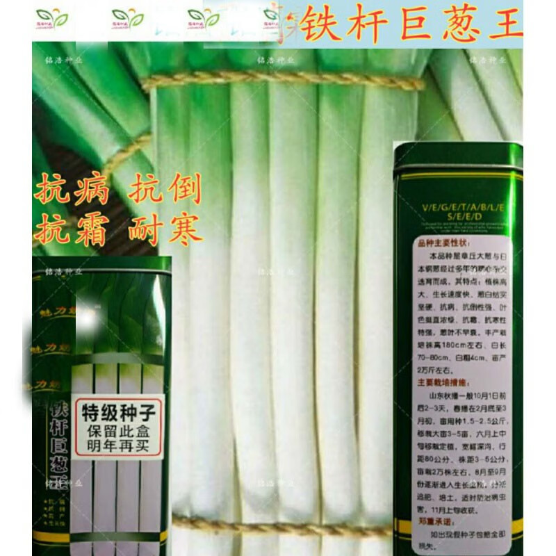 菜友正宗章丘大葱种子铁杆巨葱王葱白长产耐寒春秋播蔬菜籽 铁杆巨葱