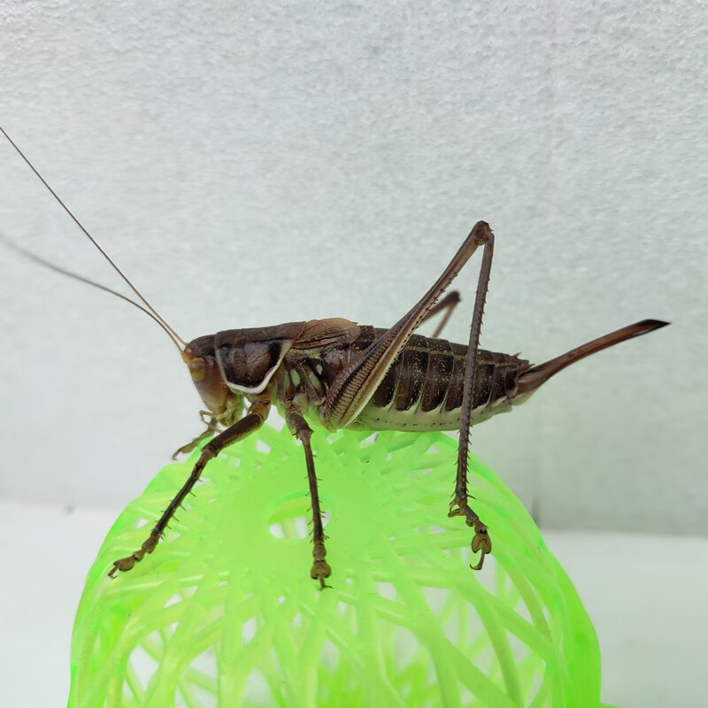 大个铁皮母蝈蝈一对新脱铁皮蝈蝈幼虫绿蝈蝈卵定金 铁皮不叫母蝈蝈一