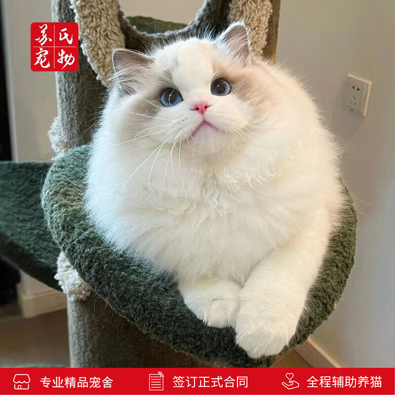 涴喵 苏氏布偶猫幼猫宠物猫咪活体布偶长毛仙女猫家养小猫 宠物级