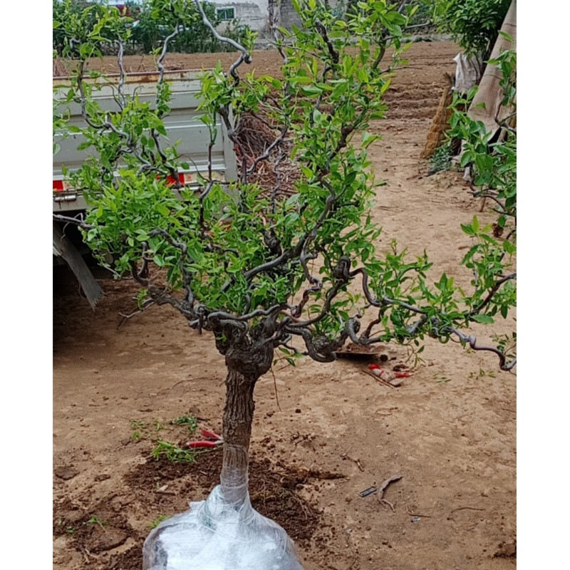 美礼枣树苗 带土发货龙须枣树盆栽 蟠龙爪 龙须枣 龙枣 龙游枣拐枣树