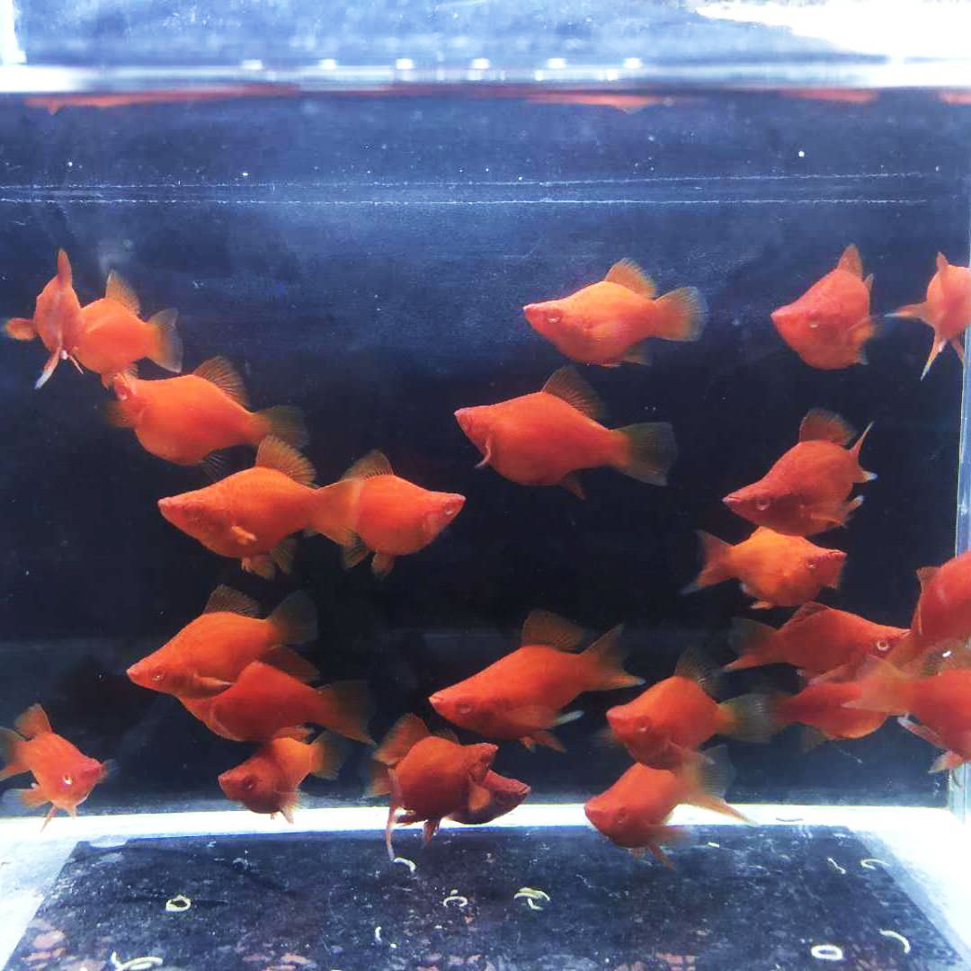 活卿客高帆红剑鱼双尾燕尾高鳍红箭鱼热带孔雀凤尾鱼发财观赏小型鱼