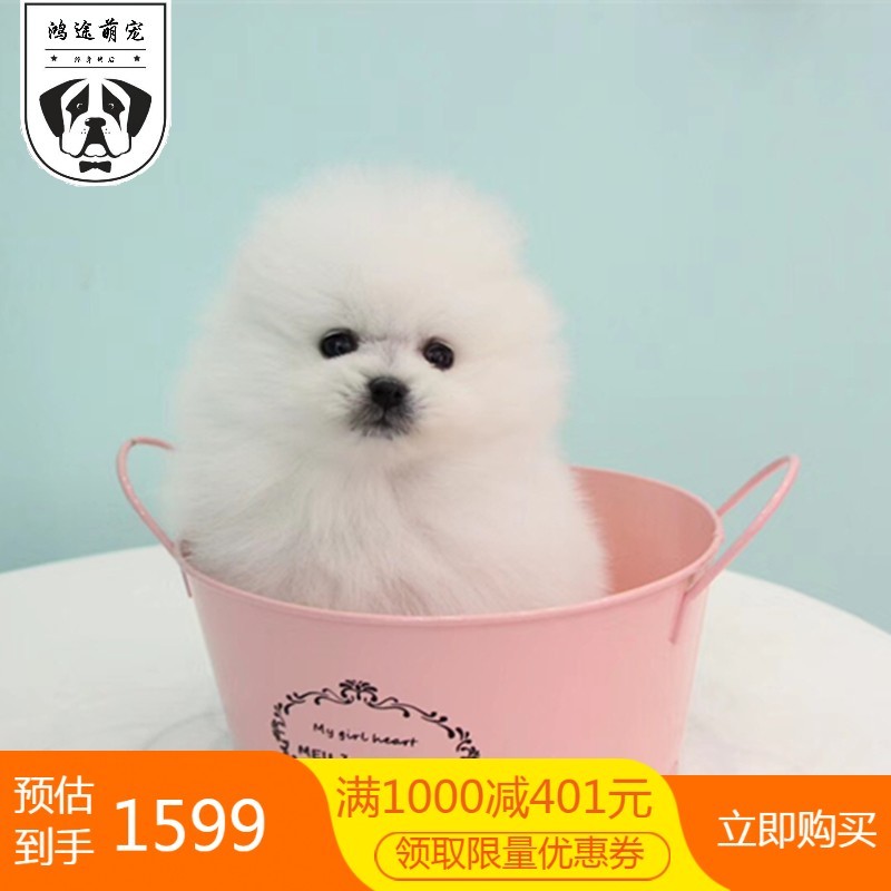 博美犬博美幼犬茶杯犬黄色白色宠物狗活体的可爱狗搏美哈多利系球体俊介宠物级s级母 虎窝购 博美犬博美幼犬茶杯犬黄色白色宠物狗活体的可爱狗搏美哈多利系球体俊介宠物级s级母 虎窝购
