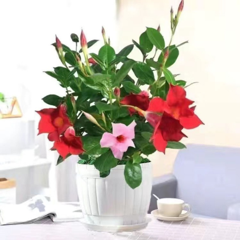 花卉历史价格查询方法|花卉价格走势