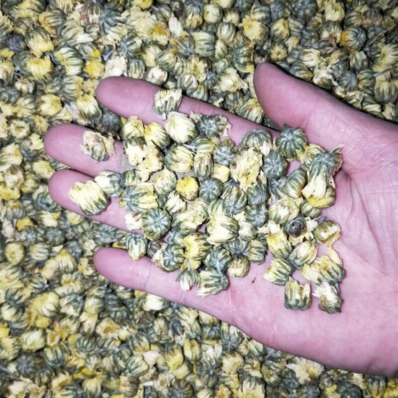 河南焦作怀胎菊花茶500g正宗胎菊怀菊花特产散装新货干菊花茶