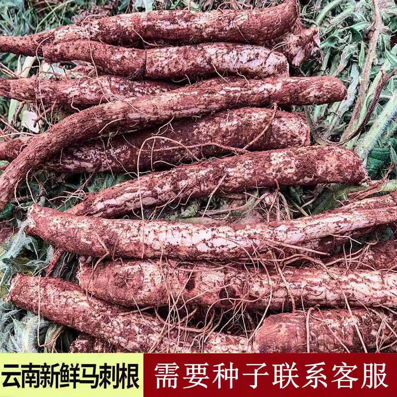 云南野生大蓟菜马刺根刺新鲜现挖顿鸡排骨猪蹄食用 野生马刺根1斤装