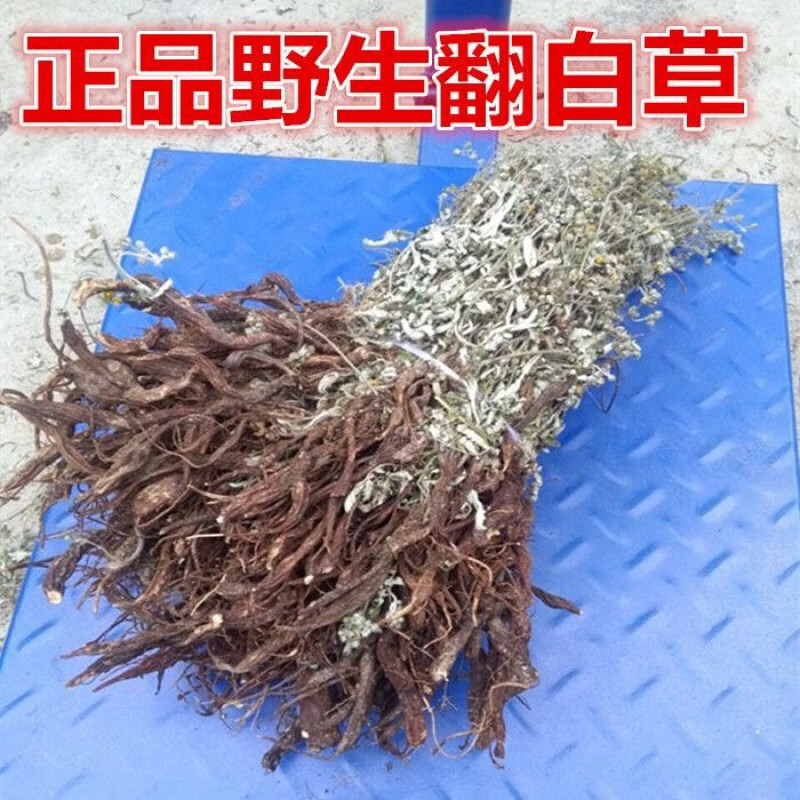 翻白草500克g【整棵带根】天青地白新晒干品 1000克