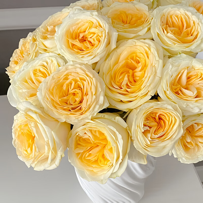 京东鲜花特殊品种玫瑰奶油杯玫瑰20枝送爱人送女友节日礼物