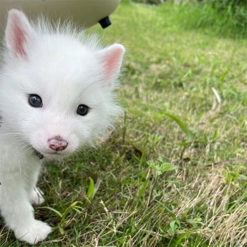 人工养殖幼崽乖巧狐狸活体宠物狐狸活物幼崽白狐雪狐蓝狐熊猫狐 精品雪狐