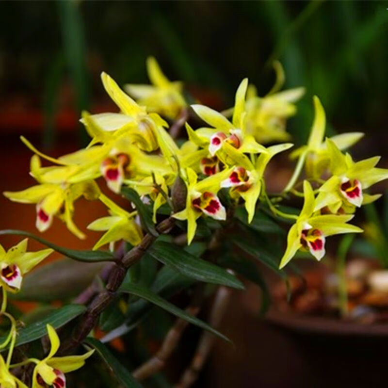斯柏克轻奢冲销量特价石斛盆栽香水石斛澳洲石斛带花苞浓香石斛兰洋兰