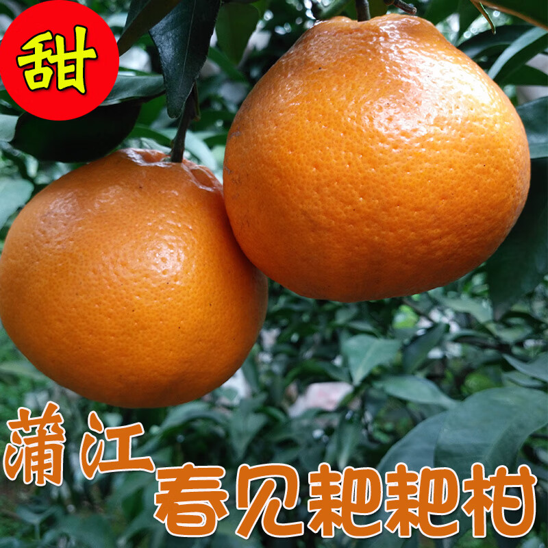 蒲缘果原产地正宗四川蒲江春见耙耙柑当季新鲜孕妇水果现采现发 春见