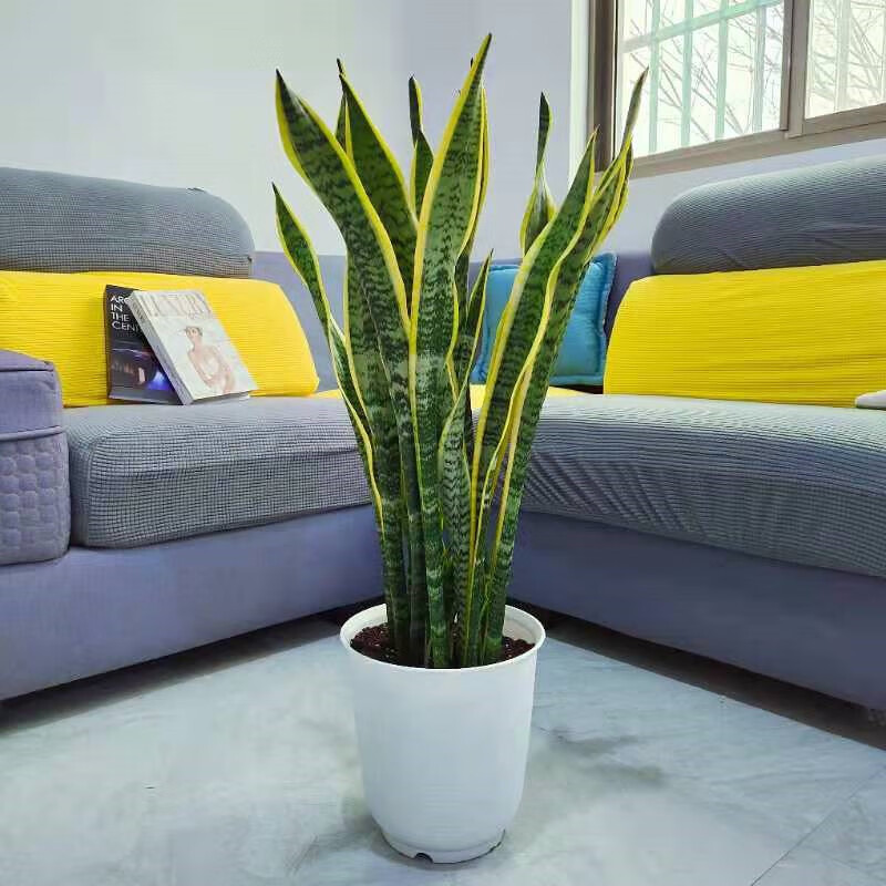 刘不丁金边虎皮兰盆栽多肉易活水培植物绿植办公室内花卉大全客厅