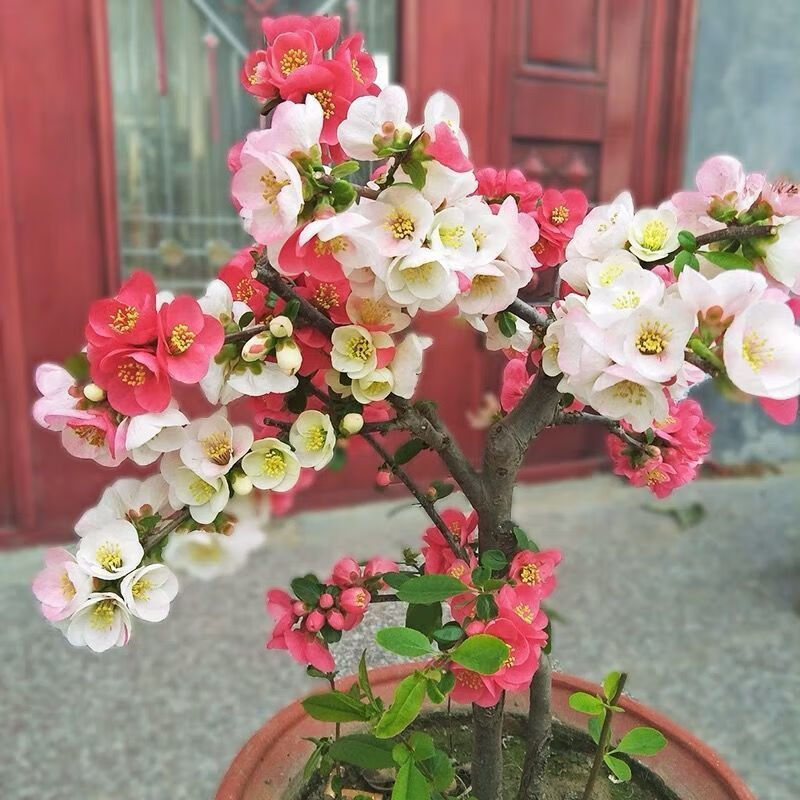开花海棠花盆栽耐寒庭院地栽花卉绿植物室内四季客厅盆景树苗 醉西施