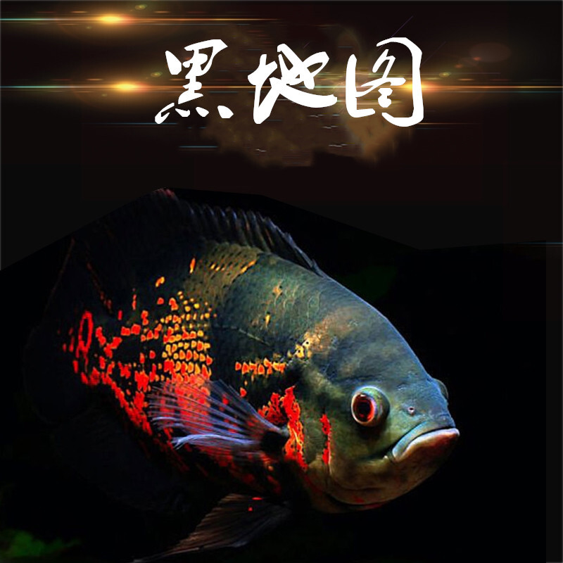 黑白地图鱼大型热带鱼猪仔淡水观赏鱼活体凶猛鱼龙鱼配鱼 8-10公分黑