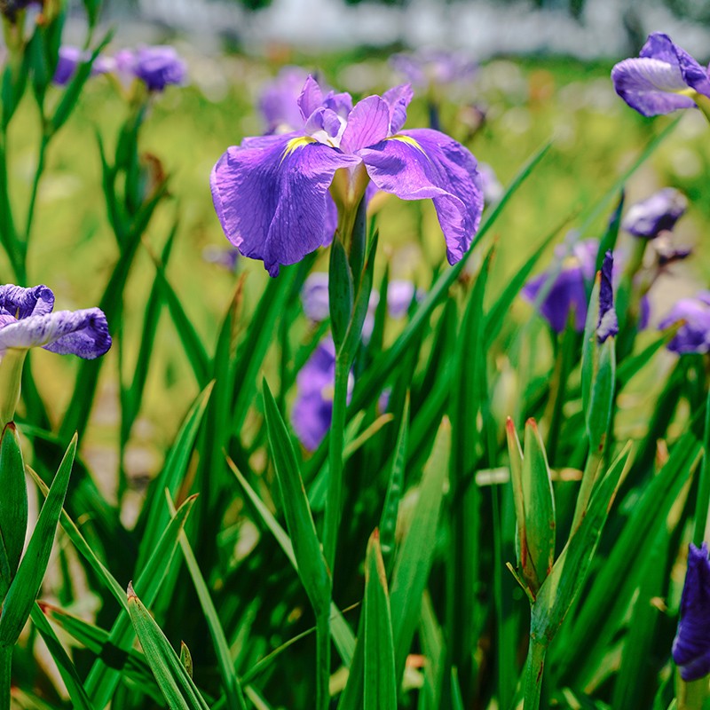 虹越日本鸢尾花苗裸根苗 花园湿地庭院公园大花菖蒲耐寒易养宿根裸根