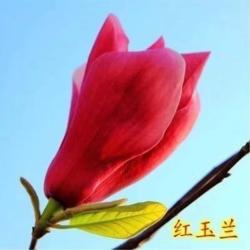 红黄白玉兰大苗耐寒庭院植物绿化苗木浓香型 新品种【国旗红玉兰】