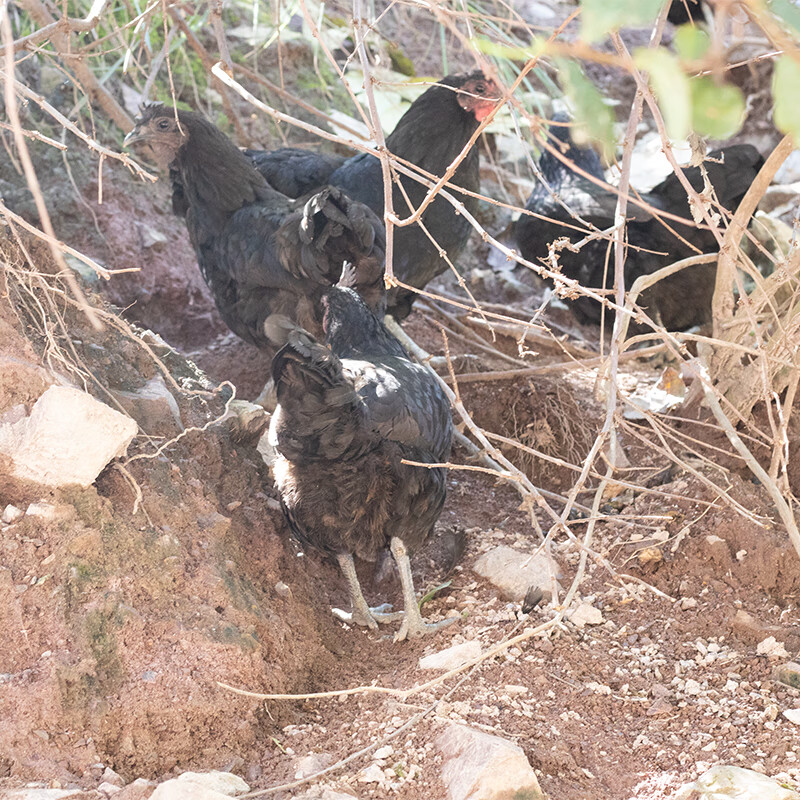 皓谦农家笨鸡土鸡整只现杀新鲜肉类生鲜鸡肉跑乌鸡土鸡1500g