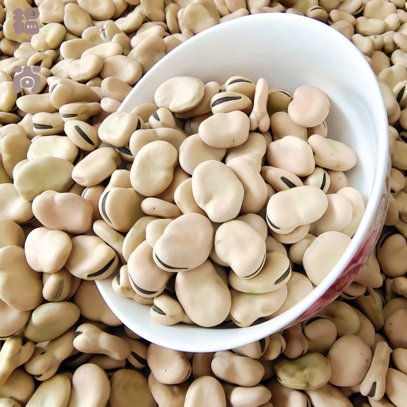 2021年新货云南蚕豆 干蚕豆农家自种特大蚕豆胡豆 生蚕豆五谷杂粮 250