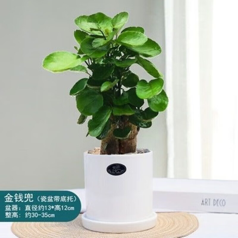 金钱兜福禄桐绿植金钱桐圆叶钱多多发财树金钱树室内客厅绿植园艺 钱