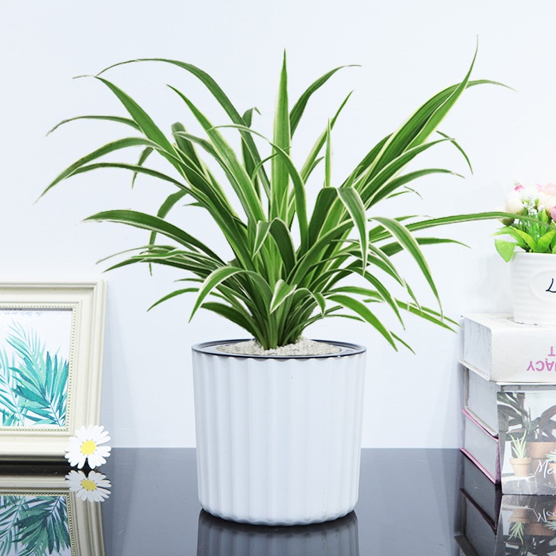 ߵڻֲļֲﾻ +ɫ 5.8Ԫ