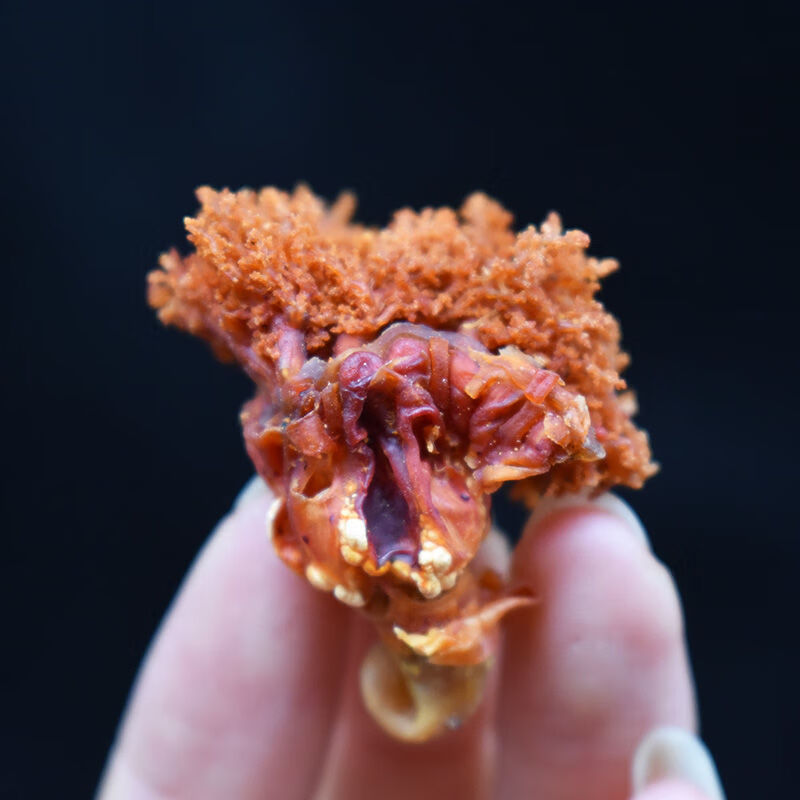 食怀俄罗斯野生加拿大海参花 北极红参红参头花 淡干海参干货免洗 250