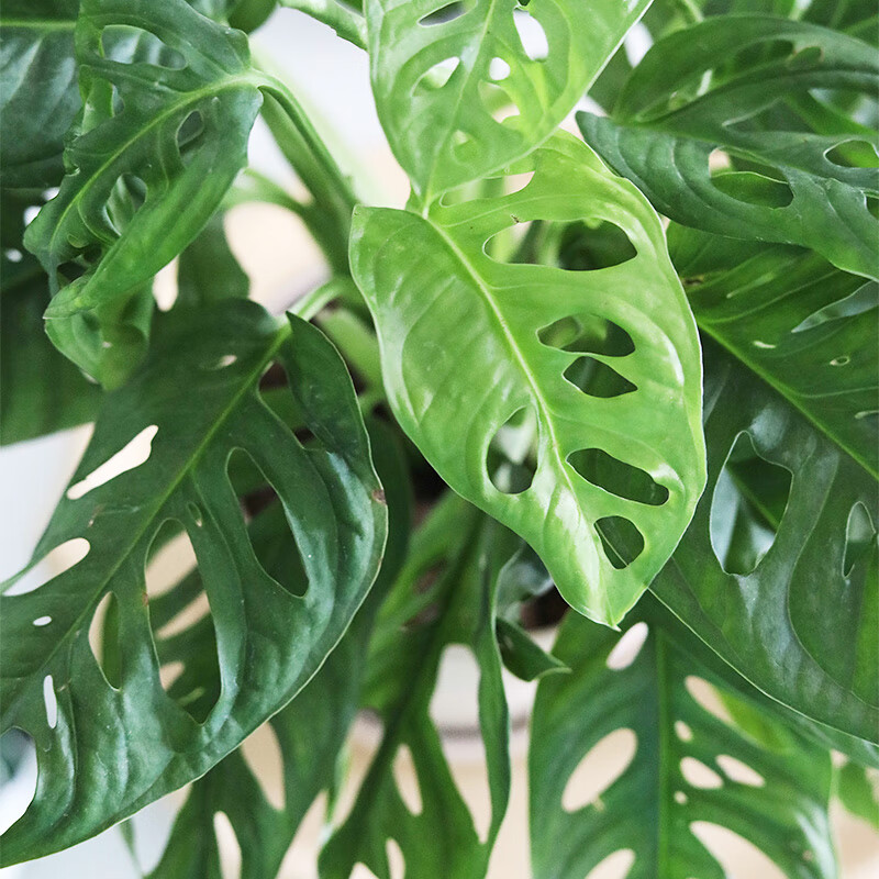 约巢约巢仙洞袖珍龟背竹洞洞芋室内办公室花卉植物绿植盆栽吸甲醛净化