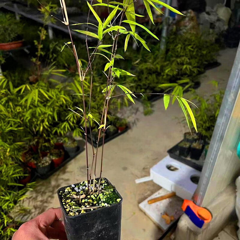 碧候兰园大降价台湾内门竹子盆栽红观音竹红寒竹朱竹苗漂亮葫芦金丝