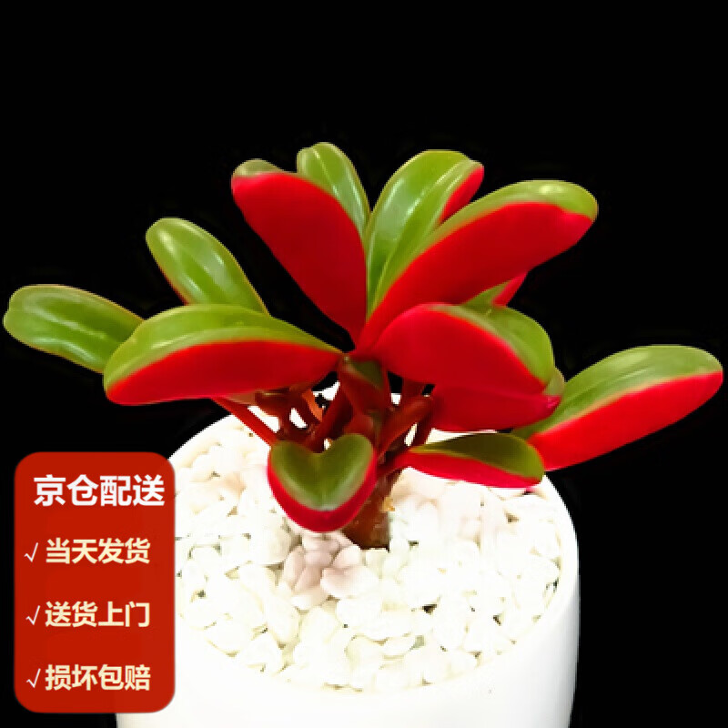 送货上门】多肉植物带盆栽好办公室花卉盆栽红宝石桃蛋多肉 红背椒草
