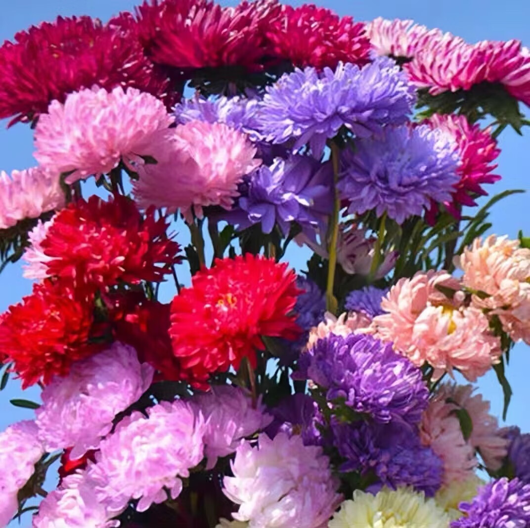 绿林花语矮翠菊种子大花重瓣切花菊花混色四季播七月菊景观花海易成活