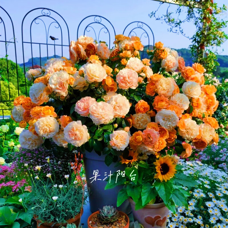 花俊灌木月季果汁阳台玫瑰花盆栽花卉植物室内花庭院露台四季开花浓香