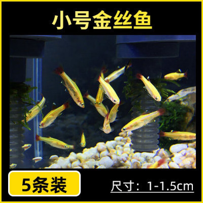 白云金丝鱼活体小型原生鱼冷水不加温观赏原生淡红尾灯科鱼水财神