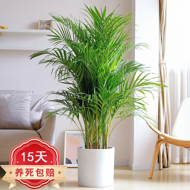 沭之美  送货上门大型绿植盆栽花卉散尾葵凤尾竹办公室内盆景  散尾葵1-1.2米不含盆+灯笼卡片（随机）高性价比高么？