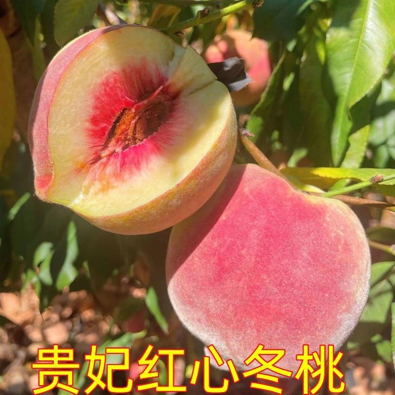芃畔晚熟桃树苗大型冬桃树苗嫁接果树苗中华特大桃王冬桃苗耐寒高产