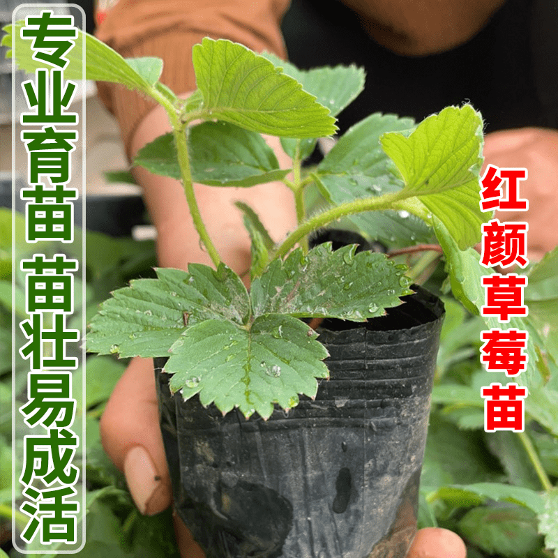 凤鸣雅世:绿色健康蔬菜和菌类商品的购买首选