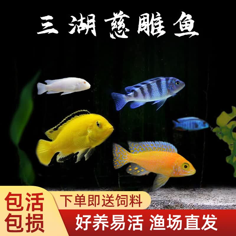 crazy plant三湖慈鲷观赏鱼活体宠物小型好养热带鱼耐活淡水鲷鱼冷水