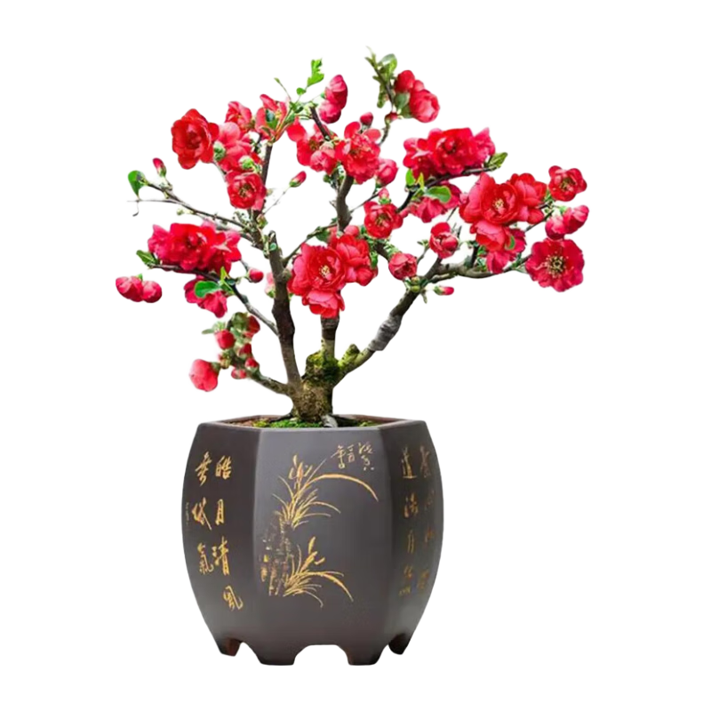欧悟海棠花苗 嫁接重瓣海棠盆景 老桩树苗庭院阳台室内外花卉盆栽地栽 二十年苗(拍下备注品种) 不含盆