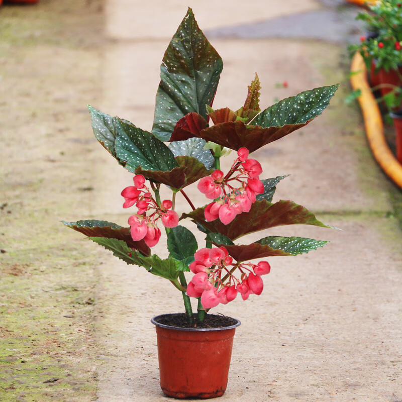 春花妙意四季海棠竹节海棠花秋海棠室内客厅阳台盆栽花卉绿植开花植