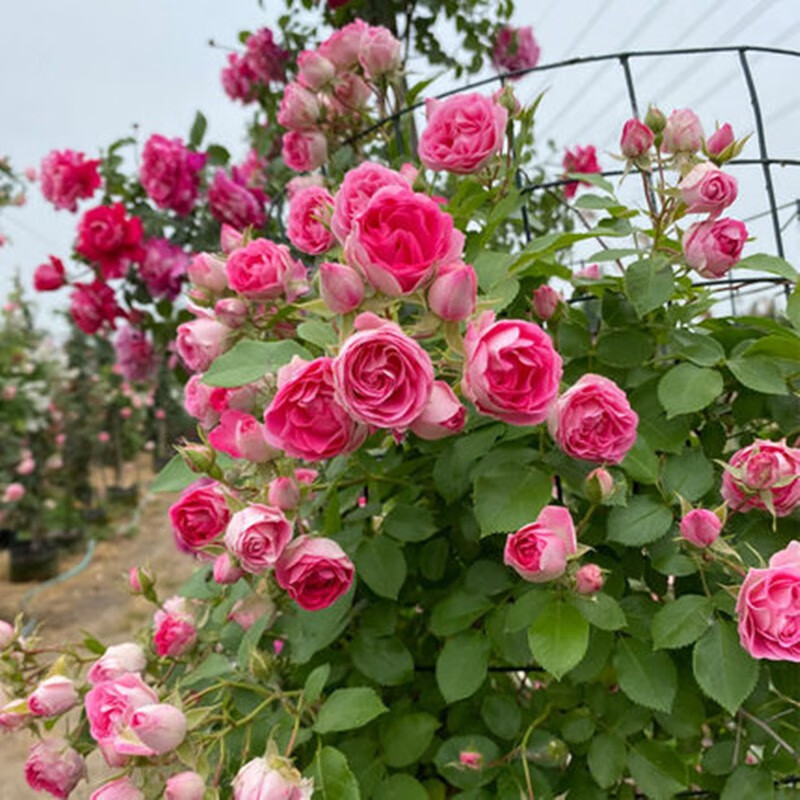 凝慧胭脂扣月季花苗爆花多头爬藤月季庭院阳台盆栽地栽攀援蔷薇花卉