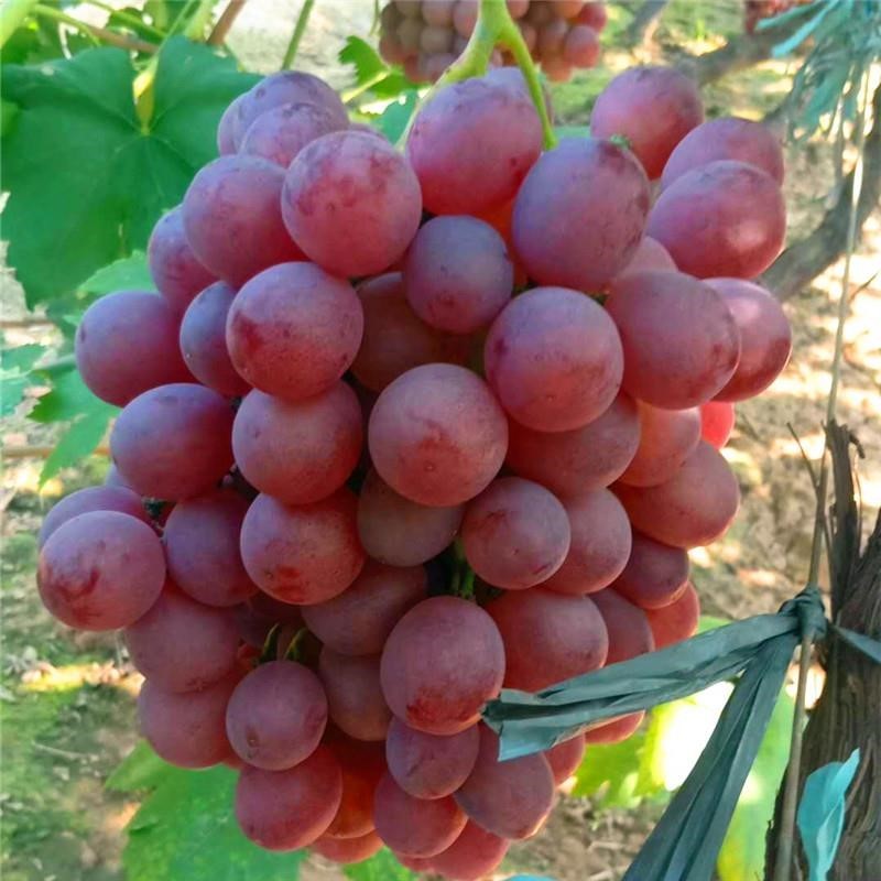 果树苗批 发葡萄苗 美国红提葡萄苗 红提子葡萄树苗 红地球 晚红 3年