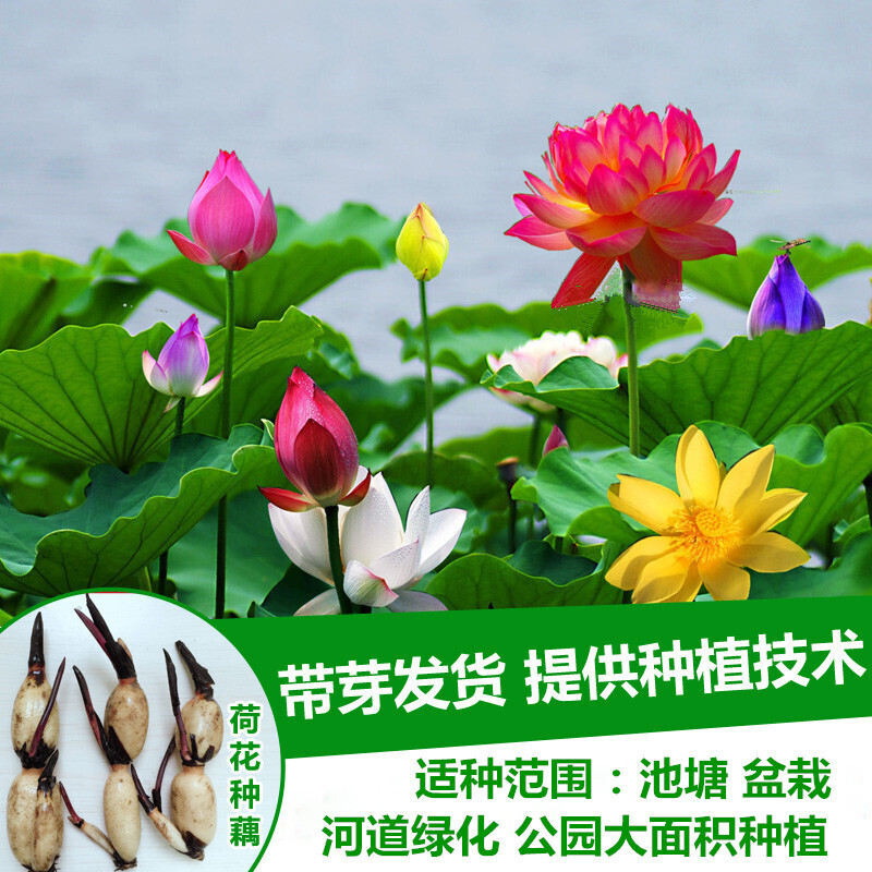 清韵伊人睡莲种苗荷花盆栽中大型碗莲莲花种藕水培水养池塘盆缸荷叶种