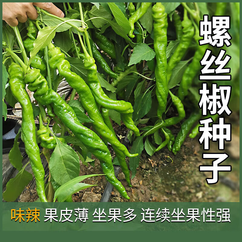澈鑫驰农科院中椒509螺丝椒种子709辣椒种籽四季早熟辣椒蔬菜种子 中