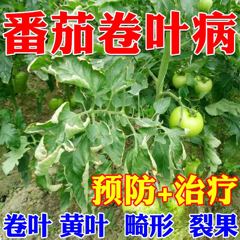 病毒病专用药卷叶病缩叶病曲叶病黄叶腐烂黑斑病 西红柿专用药【6组】