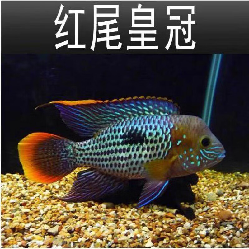玉面皇冠鱼热带观赏鱼起头蓝面财神鱼 微起头红尾皇冠15-16cm/3条装